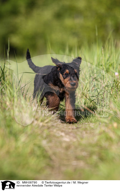 rennender Airedale Terrier Welpe / running Airedale Terrier Puppy / MW-08790