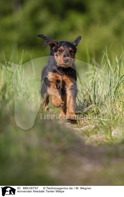 rennender Airedale Terrier Welpe / running Airedale Terrier Puppy / MW-08797