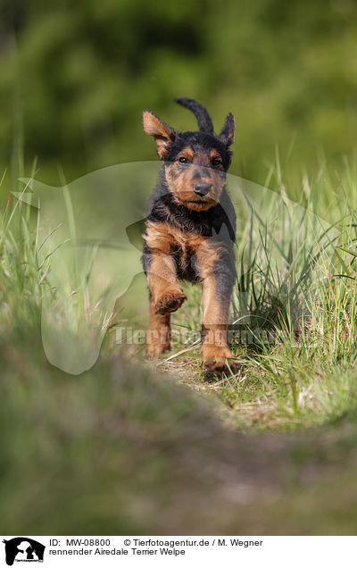 rennender Airedale Terrier Welpe / running Airedale Terrier Puppy / MW-08800