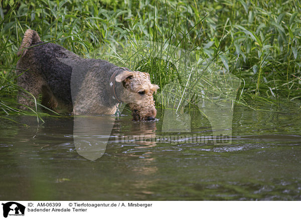 badender Airedale Terrier / bathing Airedale Terrier / AM-06399