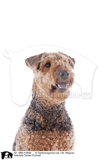 Airedale Terrier Portrait / Airedale Terrier Portrait / MW-14896