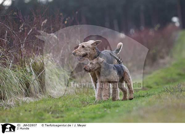 2 Hunde / 2 dogs / JM-02807