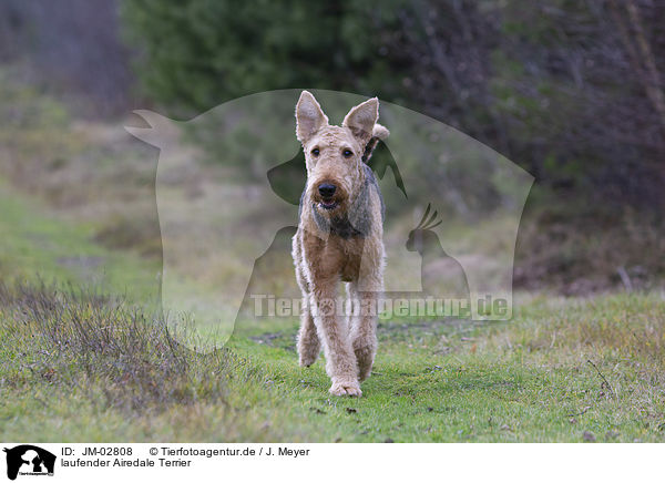 laufender Airedale Terrier / walking Airedale Terrier / JM-02808
