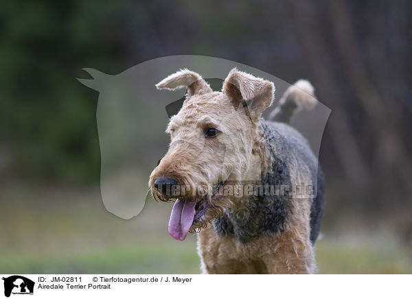 Airedale Terrier Portrait / JM-02811