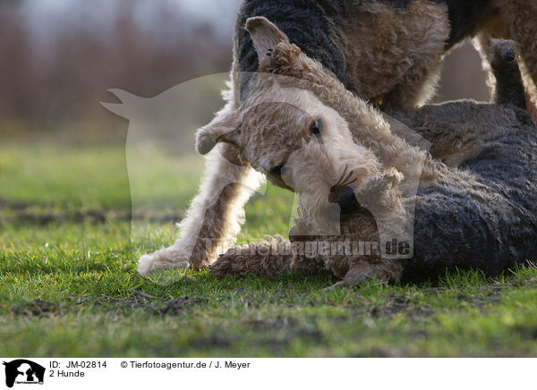 2 Hunde / 2 dogs / JM-02814