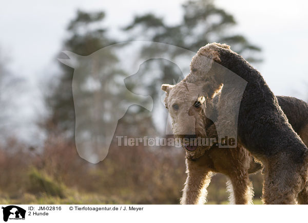 2 Hunde / JM-02816