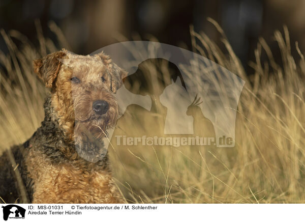 Airedale Terrier Hndin / female Airedale Terrier / MIS-01031