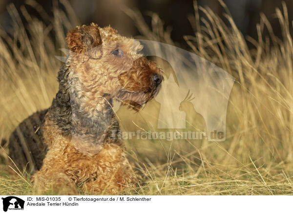 Airedale Terrier Hndin / female Airedale Terrier / MIS-01035