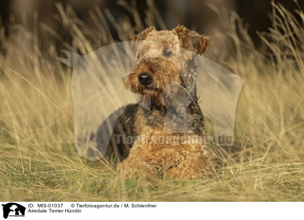 Airedale Terrier Hndin / female Airedale Terrier / MIS-01037