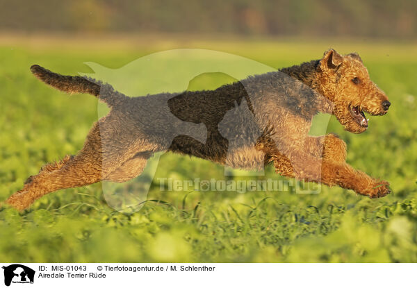 Airedale Terrier Rde / male Airedale Terrier / MIS-01043