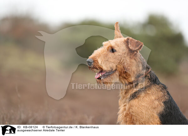 ausgewachsener Airedale Terrier / adult Airedale Terrier / KB-08124