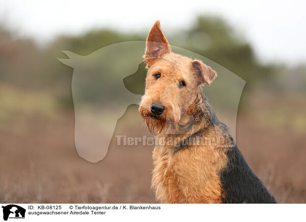 ausgewachsener Airedale Terrier / adult Airedale Terrier / KB-08125