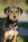 Airedale Terrier Portrait