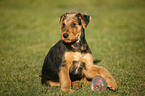 Airedalle Terrier Welpe