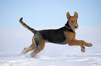 rennender Airedale Terrier