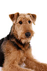 Airedale Terrier Portrait