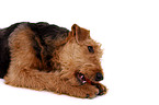 liegender Airedale Terrier