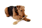 liegender Airedale Terrier