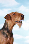 Airedale Terrier Portrait