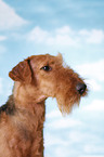 Airedale Terrier Portrait