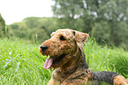 Airedale Terrier Portrait