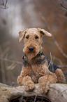 liegender Airedale Terrier