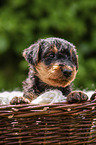 Airedale Terrier Welpe im Krbchen