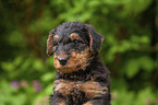 Airedale Terrier Welpe Portrait