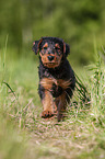 rennender Airedale Terrier Welpe