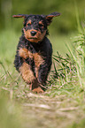 rennender Airedale Terrier Welpe