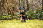 Airedale Terrier Welpe