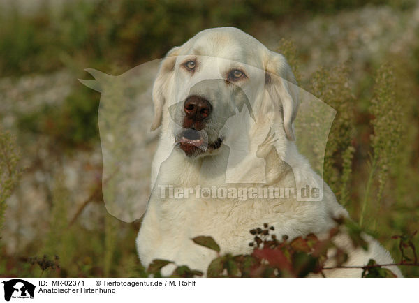 Anatolischer Hirtenhund / MR-02371