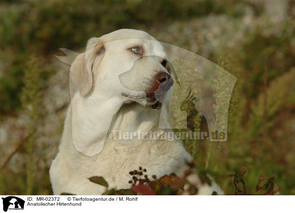 Anatolischer Hirtenhund / MR-02372
