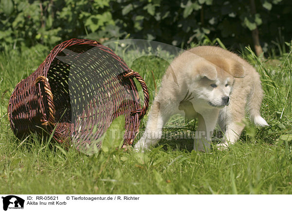 Akita Inu mit Korb / Akita puppy with basket / RR-05621