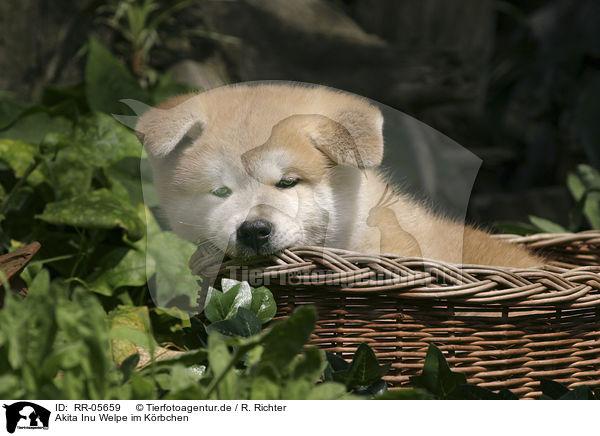 Akita Inu Welpe im Krbchen / RR-05659