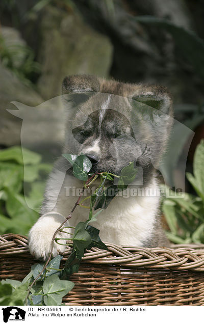 Akita Inu Welpe im Krbchen / Akita Inu puppy in a basket / RR-05661