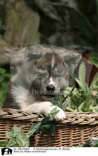 Akita Inu Welpe im Krbchen / Akita Inu puppy in a basket / RR-05662