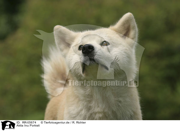 Akita Inu Portrait / RR-05674