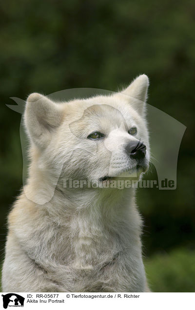 Akita Inu Portrait / RR-05677