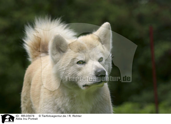 Akita Inu Portrait / Akita Inu Portrait / RR-05678