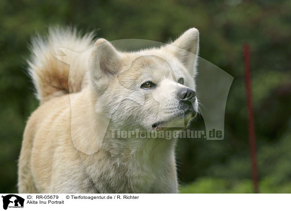 Akita Inu Portrait / Akita Inu Portrait / RR-05679