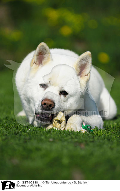 liegender Akita-Inu / lying Akita-Inu / SST-05338