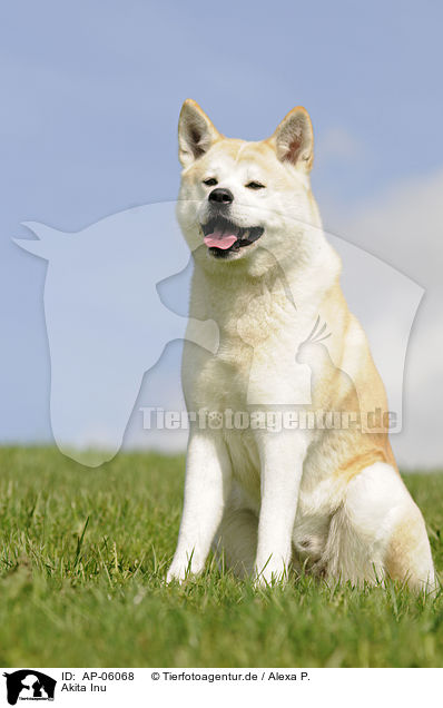 Akita Inu / AP-06068