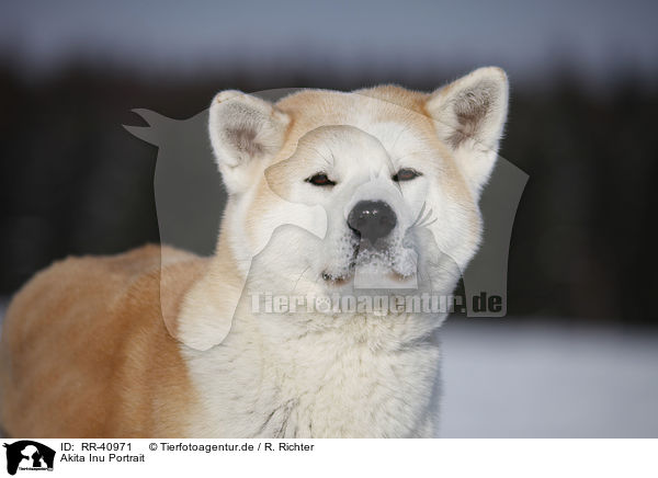 Akita Inu Portrait / Akita Inu Portrait / RR-40971