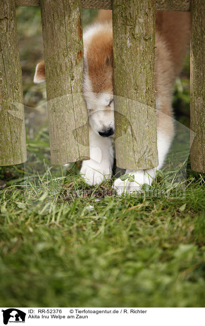 Akita Inu Welpe am Zaun / Akita Inu puppy at fence / RR-52376