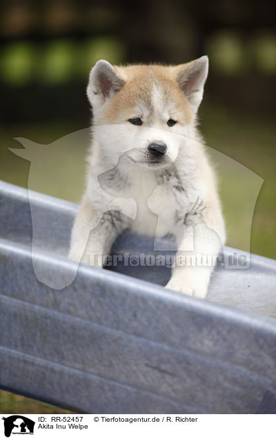 Akita Inu Welpe / Akita Inu puppy / RR-52457