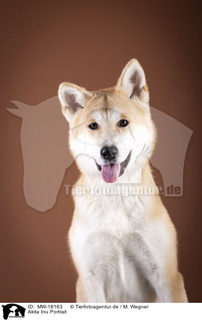 Akita Inu Portrait / MW-18163