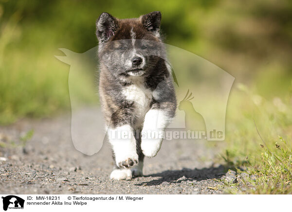 rennender Akita Inu Welpe / running Akita Inu puppy / MW-18231