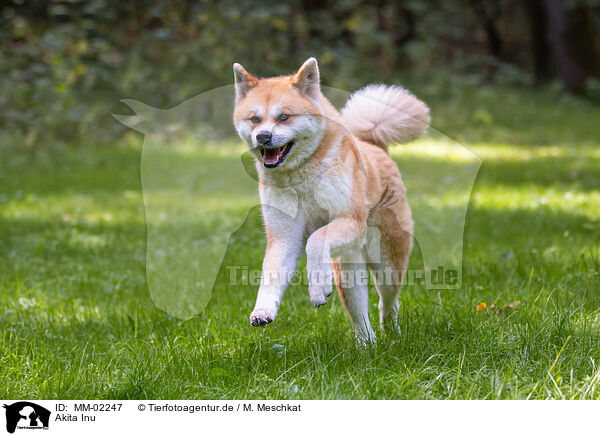 Akita Inu / MM-02247