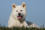 liegender Akita Inu